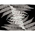 thumbnail image 1 of Gango Home Decor Ferns II by Jim Christensen (Printed on Paper); One 24x18in Fine Art Paper Giclee Print, 1 of 4