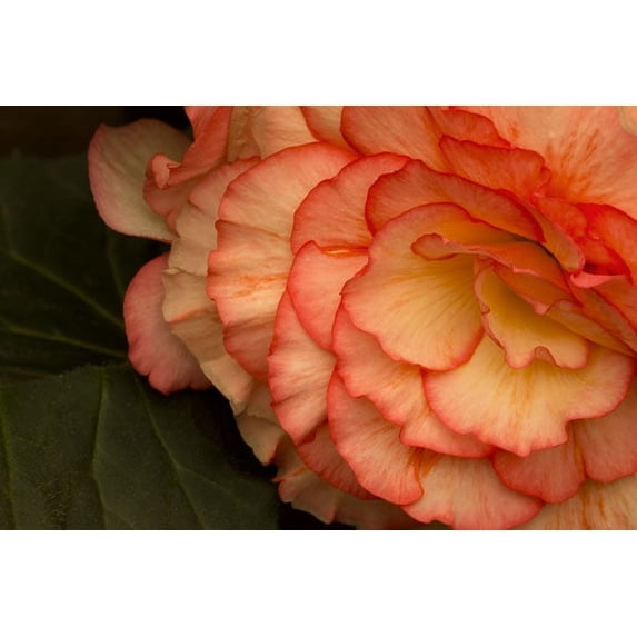 Gango Home Decor Festive Begonia II by Rita Crane (Printed on Paper); One 36x24in Fine Art Paper Giclee Print