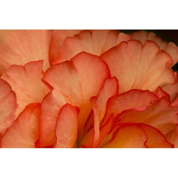 Gango Home Decor Festive Begonia III by Rita Crane (Printed on Paper); One 36x24in Fine Art Paper Giclee Print
