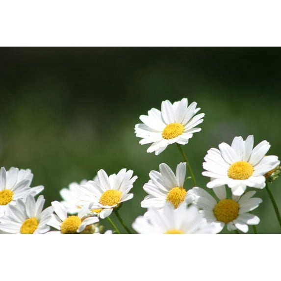 Gango Home Decor Field of Daisies II by Karyn Millet (Printed on Paper); One 36x24in Fine Art Paper Giclee Print