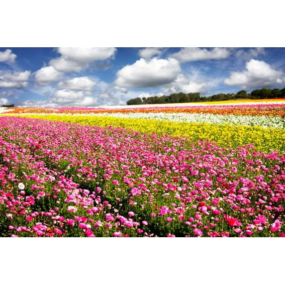 Gango Home Decor Field of Flowers IV by Alan Hausenflock (Printed on Paper); One 36x24in Fine Art Paper Giclee Print