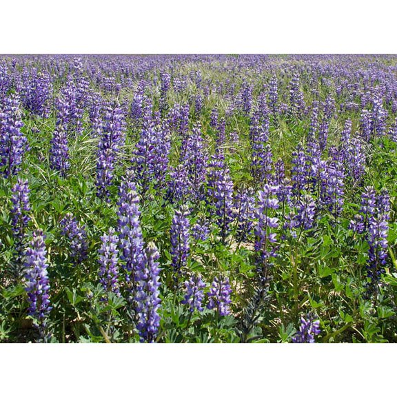 Gango Home Decor Field of Lupens by George Johnson (Printed on Paper); One 24x18in Fine Art Paper Giclee Print