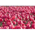 thumbnail image 1 of Gango Home Decor Field of Pink by Dana Styber (Printed on Paper); One 36x24in Fine Art Paper Giclee Print, 1 of 4