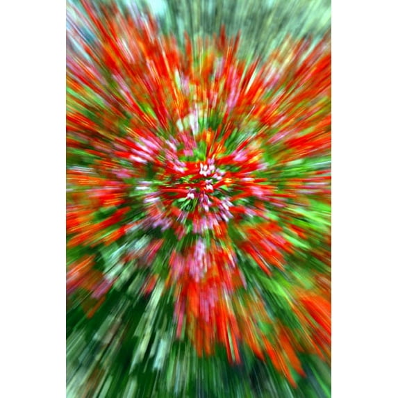 Gango Home Decor Firecracker Bush by Douglas Taylor (Printed on Paper); One 24x36in Fine Art Paper Giclee Print