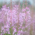 thumbnail image 1 of Gango Home Decor Fireweed II by Kathy Mahan (Printed on Paper); One 24x24in Fine Art Paper Giclee Print, 1 of 4