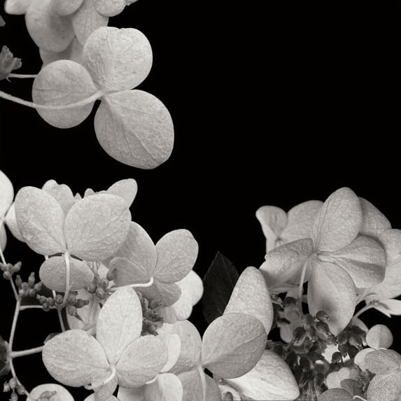 Gango Home Decor Flower Cluster 1 by Jim Christensen (Printed on Paper); One 24x24in Fine Art Paper Giclee Print