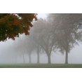 thumbnail image 1 of Gango Home Decor Foggy Trees I by Tammy Putman (Printed on Paper); One 36x24in Fine Art Paper Giclee Print, 1 of 4