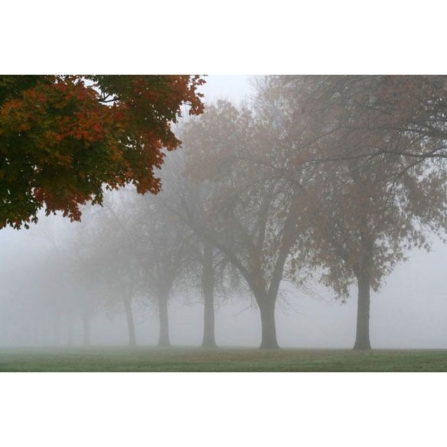 Gango Home Decor Foggy Trees I by Tammy Putman (Printed on Paper); One 36x24in Fine Art Paper Giclee Print