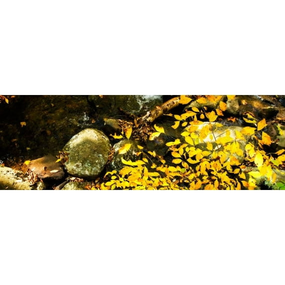 Gango Home Decor Forest Floor I by Alan Hausenflock (Printed on Paper); One 36x12in Fine Art Paper Giclee Print