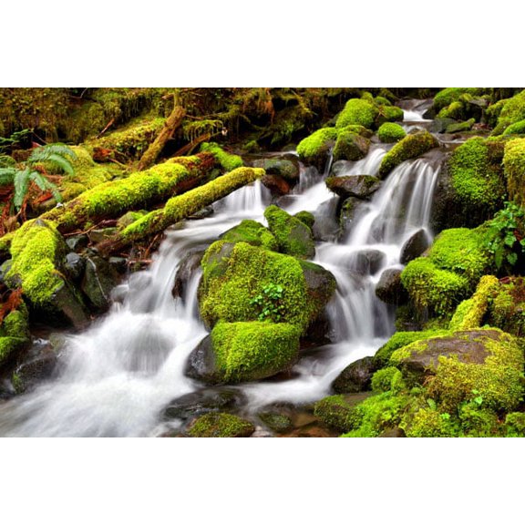 Gango Home Decor Forest Stream by Douglas Taylor (Printed on Paper); One 36x24in Fine Art Paper Giclee Print