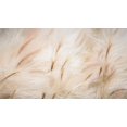 thumbnail image 1 of Gango Home Decor Foxtail Barley IV by Kathy Mahan (Printed on Paper); One 36x18in Fine Art Paper Giclee Print, 1 of 4