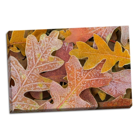 Gango Home Decor Frosty Leaves I by Kathy Mahan (Ready to Hang); One 36x24in Hand-Stretched Canvas