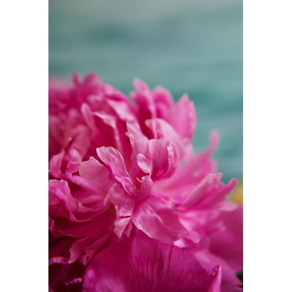 Gango Home Decor Fuchsia Peonies III by Karyn Millet (Printed on Paper); One 24x36in Fine Art Paper Giclee Print