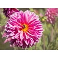 thumbnail image 1 of Gango Home Decor Garden Dahlias IV by George Johnson (Printed on Paper); One 24x18in Fine Art Paper Giclee Print, 1 of 4
