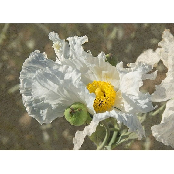 Gango Home Decor Garden Poppies by George Johnson (Printed on Paper); One 24x18in Fine Art Paper Giclee Print