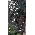 thumbnail image 1 of Gango Home Decor Giardino dei Semplici II by Rita Crane (Printed on Paper); One 18x36in Fine Art Paper Giclee Print, 1 of 4