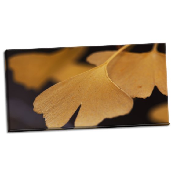 Gango Home Decor Gingko Leaves II by Rita Crane (Ready to Hang); One 36x18in Hand-Stretched Canvas