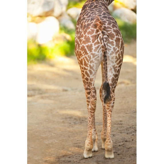 Gango Home Decor Giraffe II by Karyn Millet (Printed on Paper); One 24x36in Fine Art Paper Giclee Print