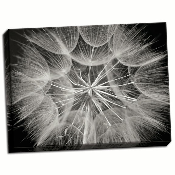 Gango Home Decor Goat's Beard 3 by Jim Christensen (Ready to Hang); One 24x18in Hand-Stretched Canvas
