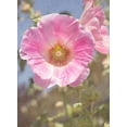 thumbnail image 1 of Gango Home Decor Good Morning Flower by George Johnson (Printed on Paper); One 18x24in Fine Art Paper Giclee Print, 1 of 4