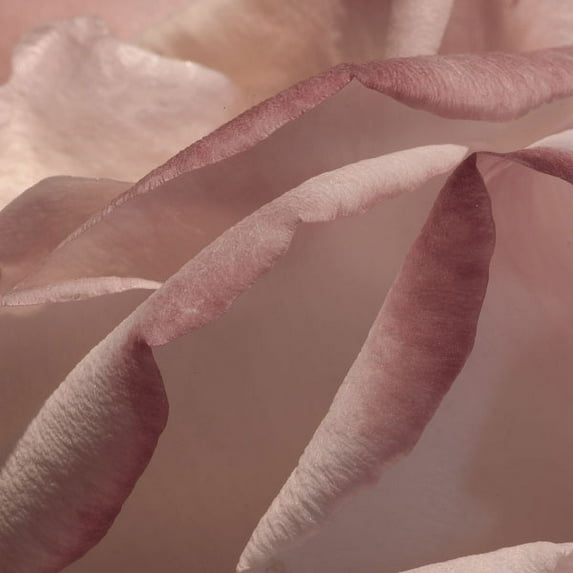 Gango Home Decor Heart of a Rose VIII by Rita Crane (Printed on Paper); One 24x24in Fine Art Paper Giclee Print