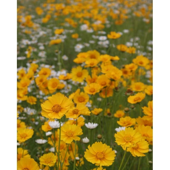 Gango Home Decor High Meadow III by Scott Larson (Printed on Paper); One 22x28in Fine Art Paper Giclee Print