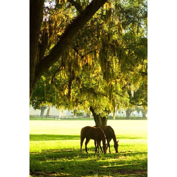 Gango Home Decor Horses in the Sunrise 8 by Alan Hausenflock (Printed on Paper); One 24x36in Fine Art Paper Giclee Print