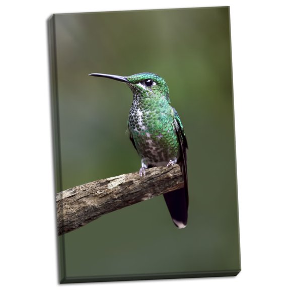 Gango Home Decor Hummingbird IV by Larry Malvin (Ready to Hang); One 24x36in Hand-Stretched Canvas