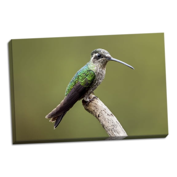 Gango Home Decor Hummingbird VIII by Larry Malvin (Ready to Hang); One 36x24in Hand-Stretched Canvas