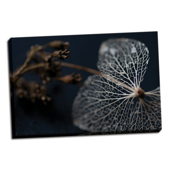 Gango Home Decor Hydrangea Skeleton II by Erin Berzel (Ready to Hang); One 36x24in Hand-Stretched Canvas