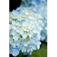 thumbnail image 1 of Gango Home Decor Hydrangeas IV by Karyn Millet (Printed on Paper); One 24x36in Fine Art Paper Giclee Print, 1 of 4