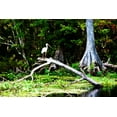 thumbnail image 1 of Gango Home Decor Ibis on a Limb by Alan Hausenflock (Printed on Paper); One 36x24in Fine Art Paper Giclee Print, 1 of 4