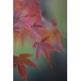 thumbnail image 1 of Gango Home Decor Japanese Maple V by Rita Crane (Printed on Paper); One 24x36in Fine Art Paper Giclee Print, 1 of 4