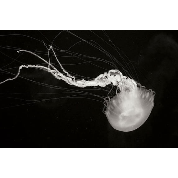 Gango Home Decor Jellyfish Glow IV by Erin Berzel (Printed on Paper); One 36x24in Fine Art Paper Giclee Print