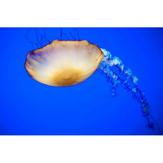 Gango Home Decor Jellyfish V by Erin Berzel (Printed on Paper); One 36x24in Fine Art Paper Giclee Print