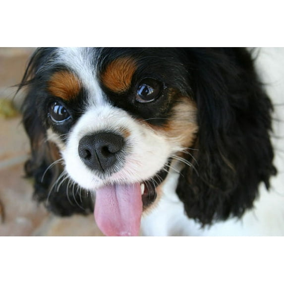 Gango Home Decor King Charles Spaniel by Karyn Millet (Printed on Paper); One 36x24in Fine Art Paper Giclee Print