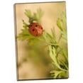 thumbnail image 1 of Gango Home Decor Lady Bug II by Karyn Millet (Ready to Hang); One 24x36in Hand-Stretched Canvas, 1 of 4