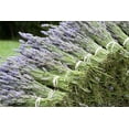 thumbnail image 1 of Gango Home Decor Lavender Bunches II by Dana Styber (Printed on Paper); One 36x24in Fine Art Paper Giclee Print, 1 of 4