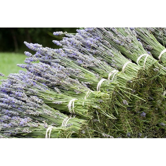 Gango Home Decor Lavender Bunches II by Dana Styber (Printed on Paper); One 36x24in Fine Art Paper Giclee Print