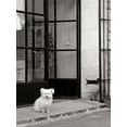 thumbnail image 1 of Gango Home Decor Little Dog V by Rita Crane (Printed on Paper); One 24x36in Fine Art Paper Giclee Print, 1 of 4