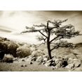 thumbnail image 1 of Gango Home Decor Lone Pine I by Alan Hausenflock (Printed on Paper); One 24x18in Fine Art Paper Giclee Print, 1 of 4