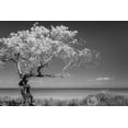 thumbnail image 1 of Gango Home Decor Lone Tree I by Kathy Mahan (Printed on Paper); One 36x24in Fine Art Paper Giclee Print, 1 of 4