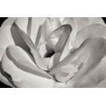 thumbnail image 1 of Gango Home Decor Macro Flower I by Brian Moore (Printed on Paper); One 36x24in Fine Art Paper Giclee Print, 1 of 4