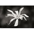 thumbnail image 1 of Gango Home Decor Magnolia Dreams I by Vitaly Geyman (Printed on Paper); One 36x24in Fine Art Paper Giclee Print, 1 of 4