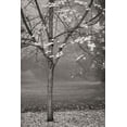 thumbnail image 1 of Gango Home Decor Maple Delicacy I B&W by Vitaly Geyman (Printed on Paper); One 24x36in Fine Art Paper Giclee Print, 1 of 4