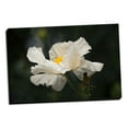 thumbnail image 1 of Gango Home Decor Matilija Poppy IV by Rita Crane (Ready to Hang); One 36x24in Hand-Stretched Canvas, 1 of 4