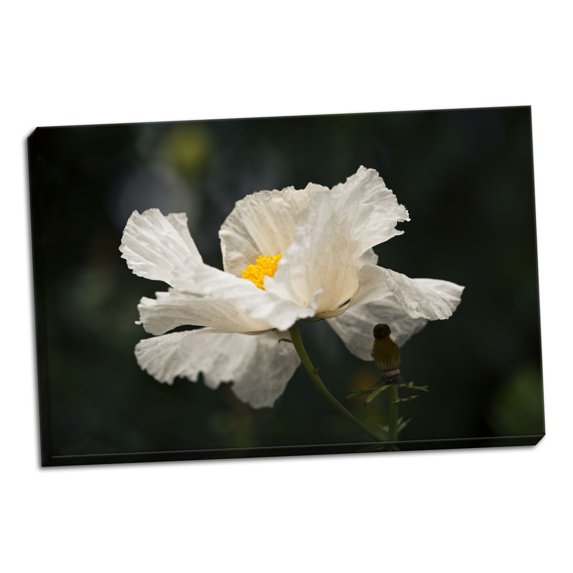 Gango Home Decor Matilija Poppy IV by Rita Crane (Ready to Hang); One 36x24in Hand-Stretched Canvas