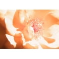 thumbnail image 1 of Gango Home Decor Melon Rose I by Alan Hausenflock (Printed on Paper); One 36x24in Fine Art Paper Giclee Print, 1 of 4
