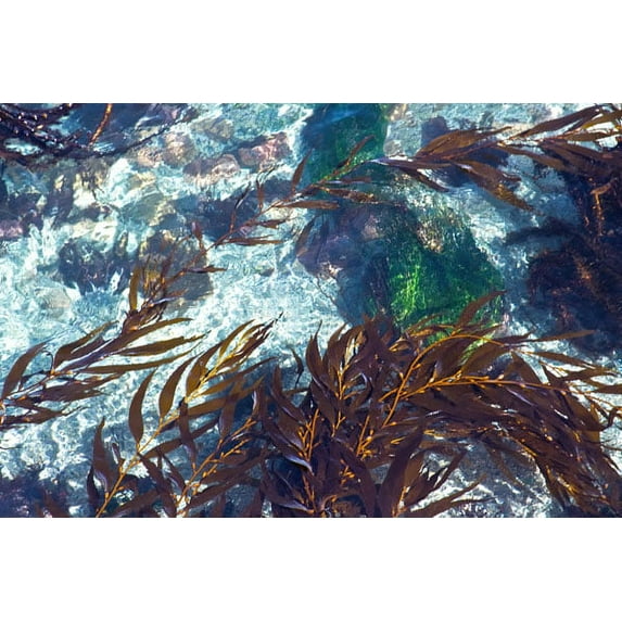 Gango Home Decor Mermaid Tresses I by Rita Crane (Printed on Paper); One 36x24in Fine Art Paper Giclee Print
