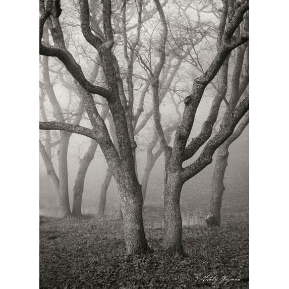Gango Home Decor Misty Dance II B&W by Vitaly Geyman (Printed on Paper); One 18x24in Fine Art Paper Giclee Print